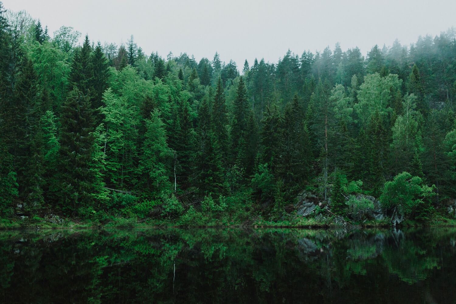 mps monitor forest graphic